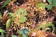 Cuscuta occidentalis