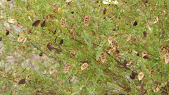 Acacia sertiformis