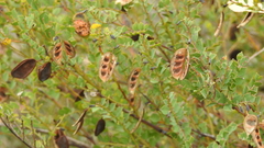 Acacia sertiformis