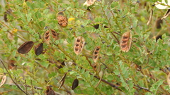 Acacia sertiformis