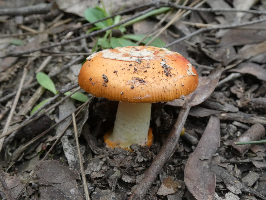 Amanita xanthocephala · August 2025 · photo: © specedex (iNaturalist, cc-by-nc)