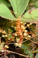 Cuscuta occidentalis