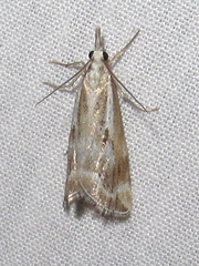 Catoptria oregonicus