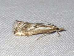 Catoptria oregonicus