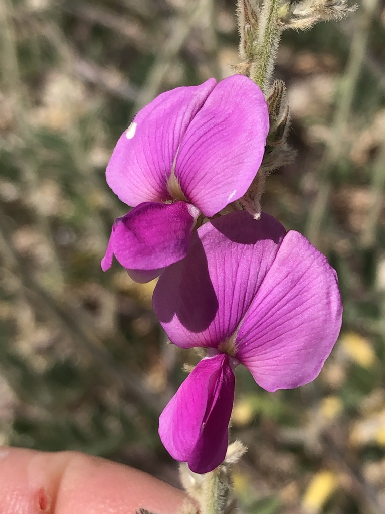 Tephrosia cana