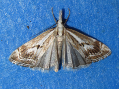 Catoptria oregonicus