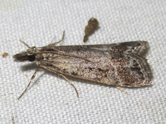 Eudonia rectilinea