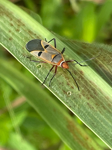 African Cotton Stainer