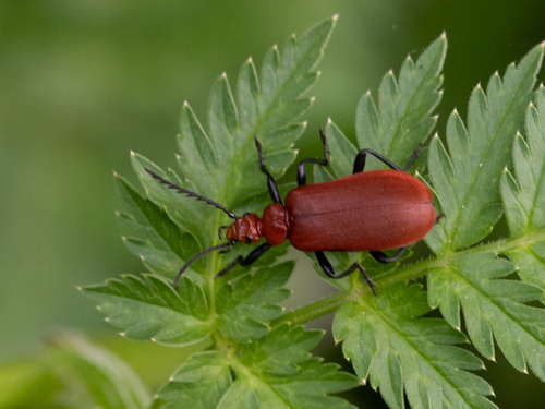 Common Cardinal Beetle, Koedijk, Netherlands, photo 4 of 10