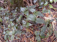 Metrosideros parkinsonii