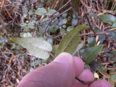 Metrosideros parkinsonii