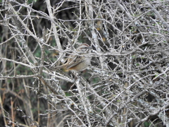 Rhynchospiza strigiceps