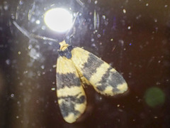 Thallarcha chrysochares