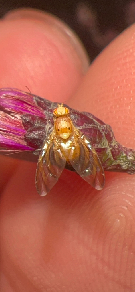Tomoplagia obliqua