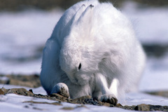 Lepus arcticus