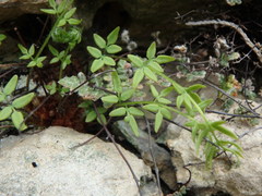 Pellaea atropurpurea