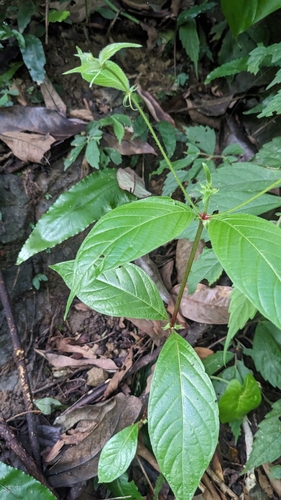 Uncaria hirsuta, photograph 4