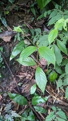 Uncaria hirsuta, photograph (c) 許文俊, some rights reserved (CC BY-SA)