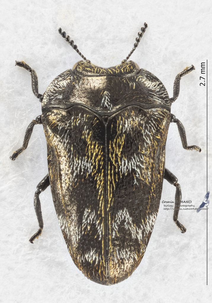Habroloma praxilla