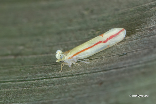 Megatropis coccineolinea observed 2025-08-23