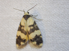 Thallarcha chrysochares