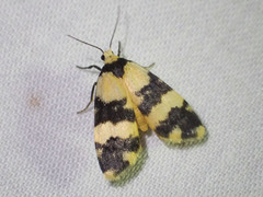 Thallarcha chrysochares