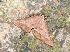 Hypospila