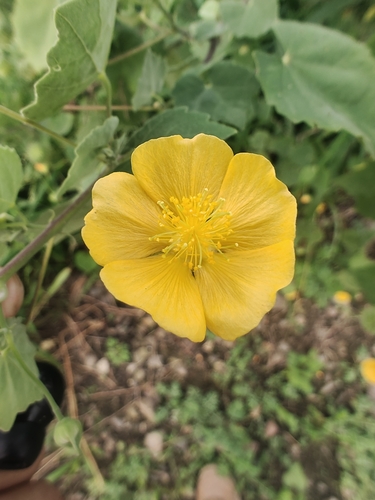 Indian Mallow