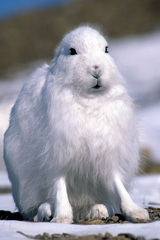 Lepus arcticus