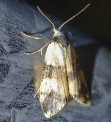 Thallarcha chrysochares