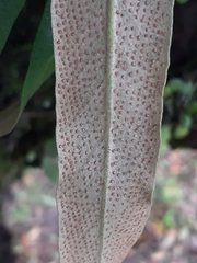 Pyrrosia polydactylos