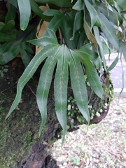 Pyrrosia polydactylos