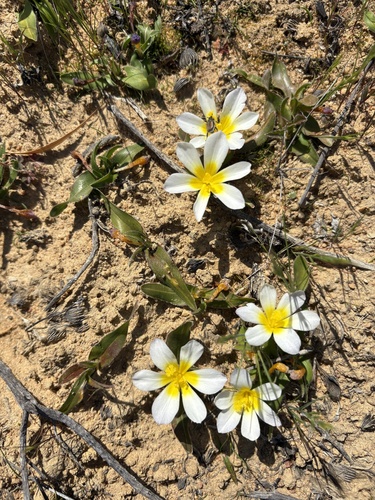 Whiterim Clockflower (Moraea luteoalba)