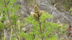 Petrophile canescens