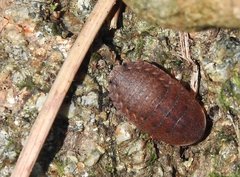 Opisthoplatia orientalis