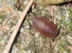 Opisthoplatia orientalis