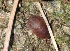 Opisthoplatia orientalis