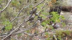 Petrophile canescens