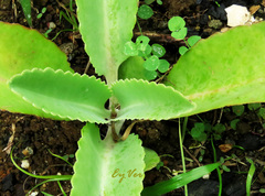 Kalanchoe laetivirens