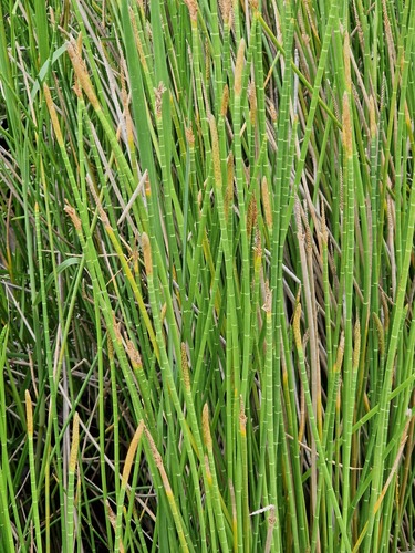 Eleocharis interstincta, photograph 6