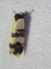 Thallarcha chrysochares