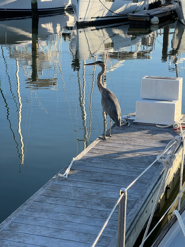 Great Blue Heron photographed in Virginia