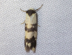 Thallarcha chrysochares