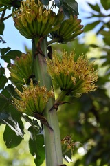 Agave hiemiflora
