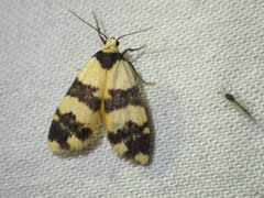 Thallarcha chrysochares