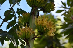 Agave hiemiflora