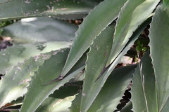 Agave hiemiflora