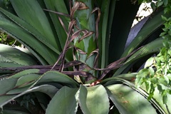 Agave hiemiflora