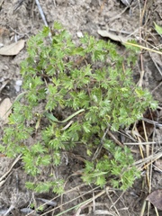 Acalypha radians