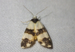 Thallarcha chrysochares